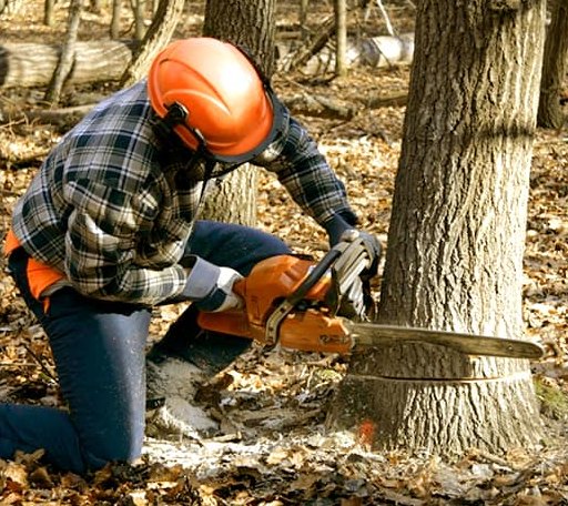 Tree Removal in Brewster, MN
